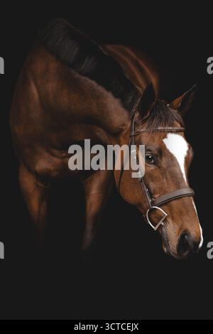 Cavallo purosangue della baia in piedi con sfondo nero Studio Ritratto Foto Stock