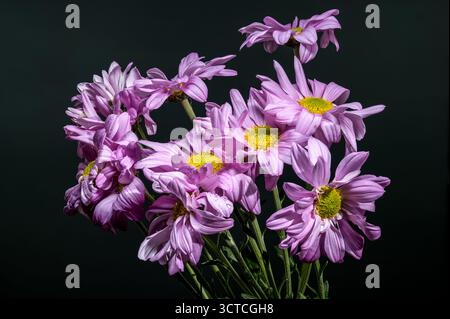 Crisantemi morbidi alla lavanda con gocce di rugiada su sfondo scuro Foto Stock