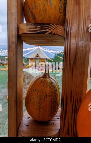 Questa invitante immagine autunnale mostra una zucca splendidamente sistemata all'interno di scaffali in legno, sullo sfondo di una vivace zucca Foto Stock