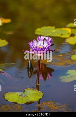 Loto blu (Nymphaea nouchali), loto egiziano, giglio blu, giglio blu sacro. In uno stagno di un parco pubblico, Spagna. Foto Stock
