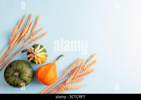 Piccole zucche colorate e orecchie di grano secco su sfondo blu pastello con spazio per le copie, composizione autunnale. Concetto del Ringraziamento. Vista dall'alto, disposizione piatta. Foto Stock