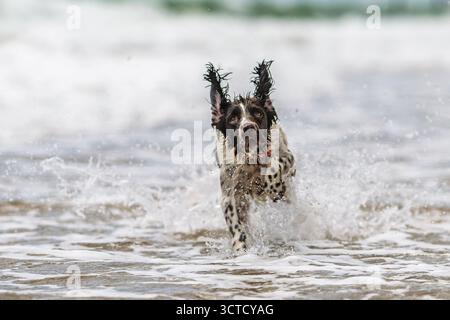Uno Springer Spaniel inglese corre attraverso onde poco profonde in Spagna, spruzzando acqua mentre gioca e gode del paesaggio costiero. Foto Stock