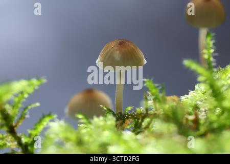 Specie di funghi Galerina che crescono sul muschio, Teesdale, County Durham, Regno Unito Foto Stock