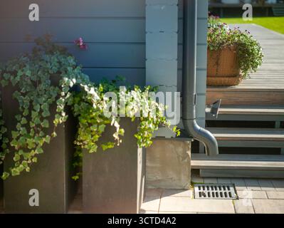 piante in vaso per l'arredamento naturale del muro della casa e della scena stradale Foto Stock