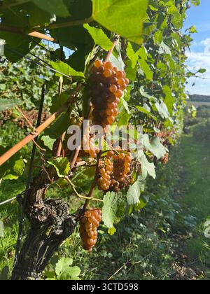Chartham, Kent, grappoli di uve Pinot Gris sulla vite in vigna Foto Stock