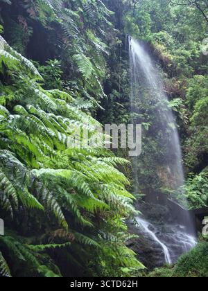 Lussureggiante e umida cascata di foresta con felci verdi brillanti - Una lunga e stretta cascata scende lungo una parete rocciosa coperta di felce in un denso e umido alloro Foto Stock
