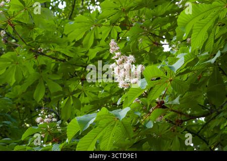 Rami di castagno in fiore con foglie verdi e fiori bianchi, un simbolo di Kiev. Foto Stock