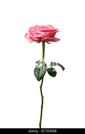 Una splendida rosa alta con foglie verdi su sfondo bianco, che cattura l'essenza della natura e dell'estetica con ogni petalo e. Foto Stock