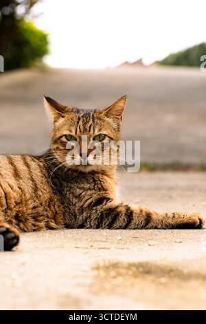 Un gatto tabby marrone con occhi verdi distesi sul marciapiede sotto luce soffusa a Okinawa, in Giappone. Foto Stock