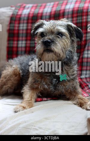 Bel cane Border Terrier seduto sul divano e guardando la macchina fotografica. Foto Stock