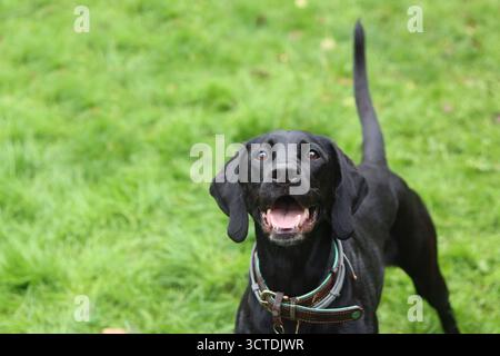 Cane con puntatore nero sull'erba verde del parco. Ritratto di un animale domestico felice Foto Stock