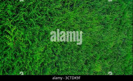 Design in cedro di conifere verde thuja. Siedere tra i grafici. Interessante concetto naturale per la progettazione di recinzioni. Atmosfera di relax. Foto Stock