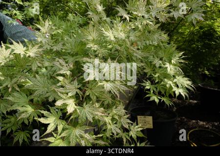 Botanische Aufnahme von Acer palmatum ('Shigitatsu-sawa') (Japanischer Fächerahorn). Fotografia botanica di Acer palmatum ('Shigitatsu-sawa') (japane Foto Stock