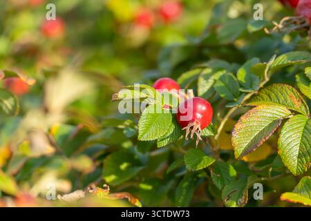 Rosa rosa fianchi rosa rosa rosa rosa rugosa splende al sole tra foglie verdi. I frutti vivaci sono un segno di fine estate. Foto Stock