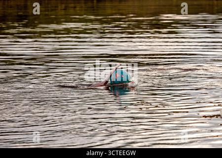 Il delfino del Rio delle Amazzoni boliviense (Inia boliviensis) nelle paludi di Pampas in Bolivia Foto Stock