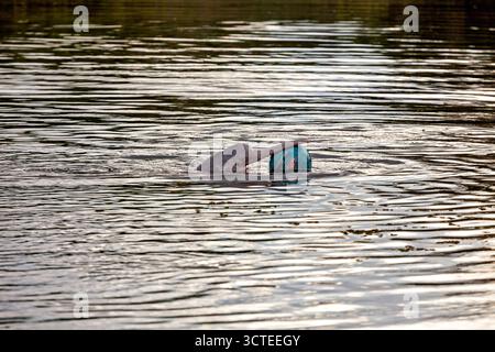Il delfino del Rio delle Amazzoni boliviense (Inia boliviensis) nelle paludi di Pampas in Bolivia Foto Stock