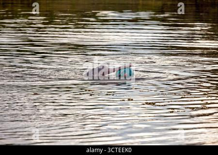 Il delfino del Rio delle Amazzoni boliviense (Inia boliviensis) nelle paludi di Pampas in Bolivia Foto Stock