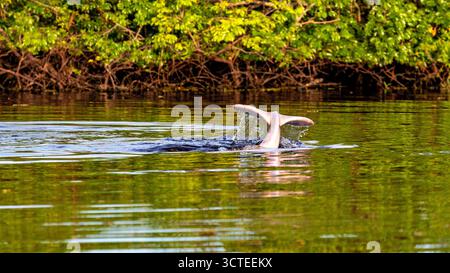 Il delfino del Rio delle Amazzoni boliviense (Inia boliviensis) nelle paludi di Pampas in Bolivia Foto Stock