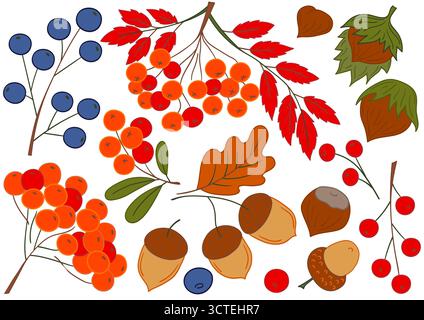 Frutta autunnale, frutti di bosco e noci. Set di illustrazioni a colori in stile disegno a mano. Design per cartoline, volantini, striscioni e decorazioni delle stanze. Icone, si Illustrazione Vettoriale