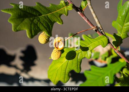 Ramo di quercia con ghianda aperta e foglie verdi illuminate dalla luce del sole primo piano che simboleggia la natura e la crescita in autunno. Foto Stock