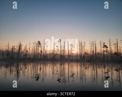 Perfetta riflessione degli alberi sullo specchio in una palude serena all'alba. Foto Stock