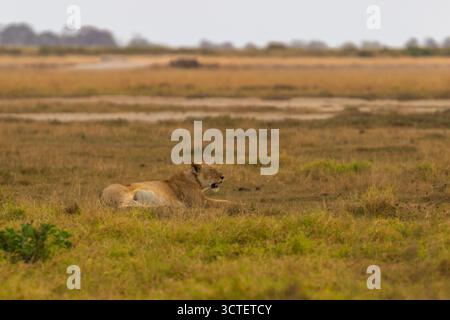 Una leonessa riposa nell'erba del Parco Nazionale di Amboseli in Kenya, probabilmente conservando energia durante il caldo della giornata. Foto Stock
