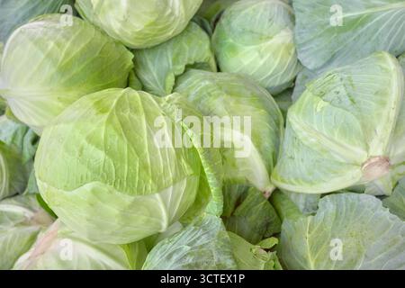 Foto ravvicinata di cavolo bianco organico, messa a fuoco selettiva. Foto Stock