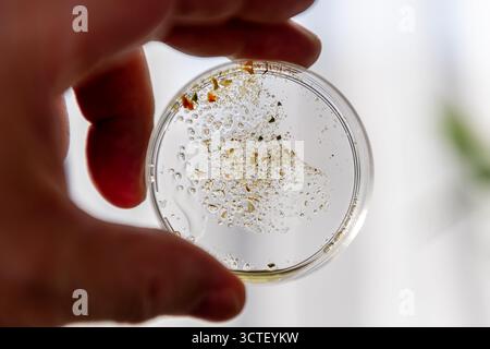 Un ricercatore in un laboratorio che tiene una capsula di Petri alla luce per esaminare il campione all'interno. Foto Stock