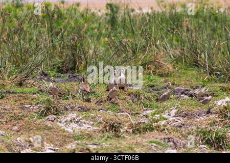 Un gaggle di oche egiziane si forgia per mangiare nelle paludi del Parco Nazionale di Amboseli, Kenya. Foto Stock