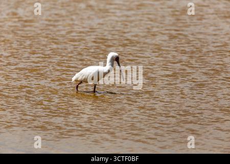 Un becco di spatola africano ti attende nell'acqua nel Parco Nazionale di Amboseli, in Kenya, in cerca di cibo. Foto Stock