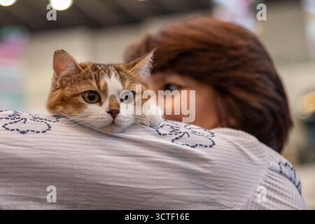 Uno bianco con gattino marrone chiaro, soffice e carino, ad una mostra di gatto di pedigree, tenuto tra le braccia di una signora dai capelli corti, Iasi, Romania Foto Stock