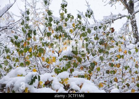 Foglie autunnali ricoperte di neve nella foresta durante le nevicate Foto Stock