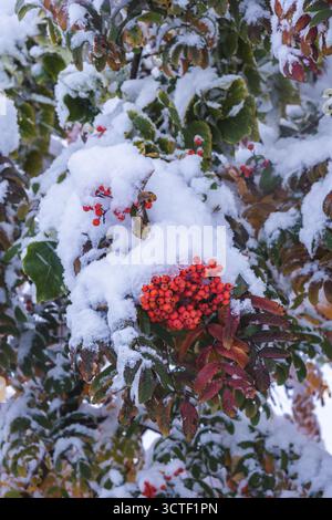 Bacche rosse di rowan sotto la prima neve. Inverno nella foresta Foto Stock