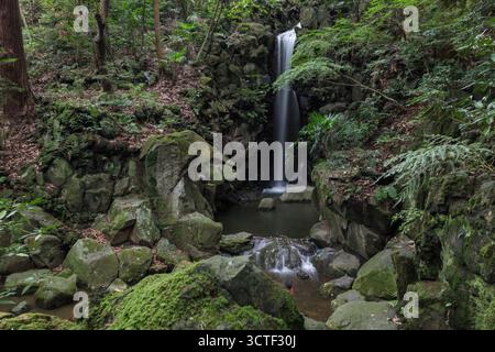 Vista di una piccola e tranquilla cascata che si getta su rocce coperte di muschio in una piscina circondata da vegetazione lussureggiante e alberi, Narita, Chiba, Giappone. Foto Stock