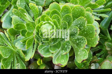 Verde fresco e succulento ricoperto di gocce di rugiada, che mette in risalto l'intricata bellezza della natura. Foto Stock