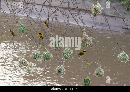 Un'impressionante colonia di nidi di uccelli intrecciati intricatamente si trova su un albero di acacia, strategicamente posizionato sull'acqua nel Maasai Mara nati Foto Stock