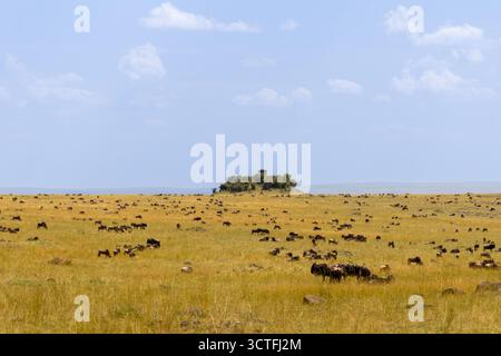 Un massiccio branco di GNU blu (Connochaetes taurinus) pascolano sulle pianure aperte della savana della riserva nazionale Maasai Mara in Kenya Foto Stock
