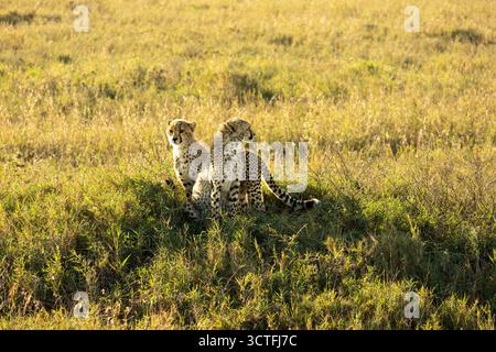 Due cuccioli di ghepardo (Acinonyx jubatus) siedono nell'alta erba dorata della savana africana all'alba nel Parco Nazionale del Serengeti Foto Stock