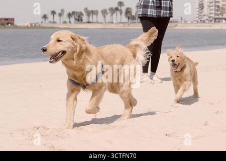 Due Golden Retrievers corrono felicemente lungo la spiaggia con il loro proprietario. Scena costiera della città con palme, edifici ed energia all'aperto. Foto Stock