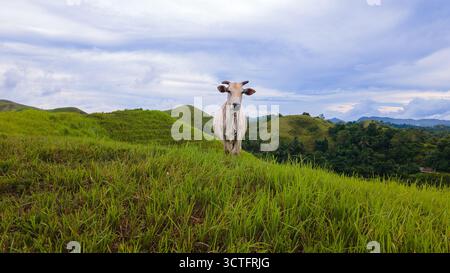 Bufali d'acqua che pascolano sulla cima di una collina nel Bohol Natural Park, Filippine Foto Stock