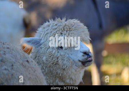 Boer Goat da vicino Foto Stock