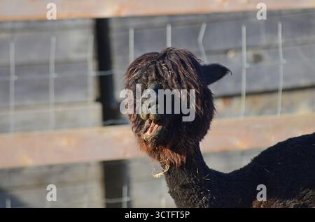 Brown Alpaca masticando o sorridendo? Foto Stock