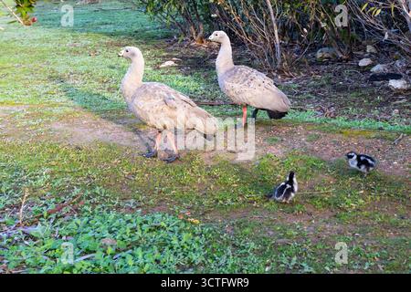 Una famiglia di oca di Capo Barren (Cereopsis novaehollandiae) si trova a Kangaroo Island, in Australia. Foto Stock