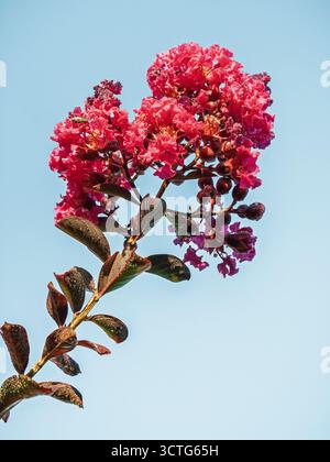 Vista ravvicinata della lagerstroemia indica o del ramo del mirto con un gruppo di fiori rossi rosa che fioriscono all'aperto sullo sfondo blu del cielo Foto Stock
