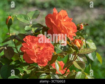 Vista ravvicinata dei fiori di rosa rosso arancio che fioriscono all'aperto nel soleggiato giardino Foto Stock
