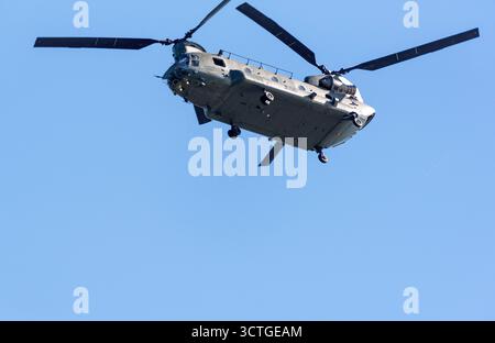 Gosport Hampshire Inghilterra Regno Unito.06.10.2025. Elicottero Chinoock RAF utilizzato per trasportare truppe e rifornimenti che volano sopra Portsmouth Harbour UK Foto Stock
