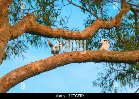 Due kookaburra che ridono seduti sul ramo di un albero di gomma e guardarsi intorno Foto Stock