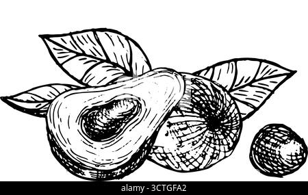 Illustrazione vettoriale di avocado intero e dimezzato con osso isolato. Composizione di avocado maturo con foglie. Schizzo vintage lineare disegnato a mano. Illustrazione Vettoriale