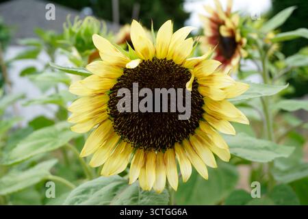 Primo piano di un girasole giallo pallido (Helianthus) con centro marrone scuro Foto Stock