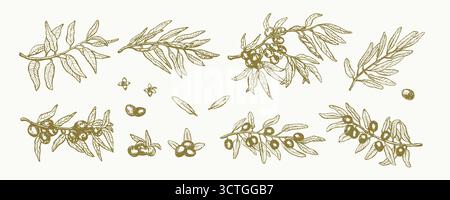 Set di rametti di olive verdi. Schizzo inciso con inchiostro disegnato a mano. Raccolta di piante di olio d'oliva. Illustrazione della trama vettoriale della grafica di linea. Olio biologico crudo verde Illustrazione Vettoriale